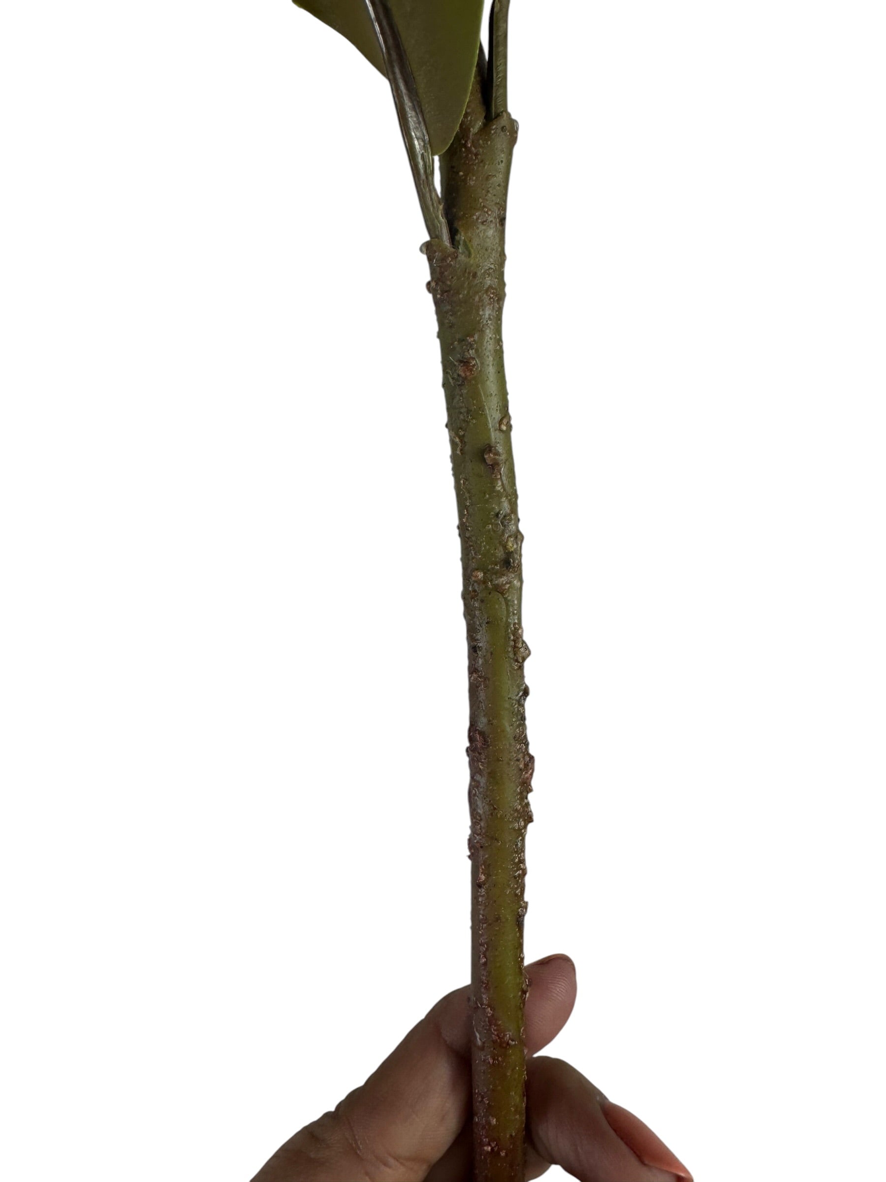 18" Tall Faux Magnolia Red