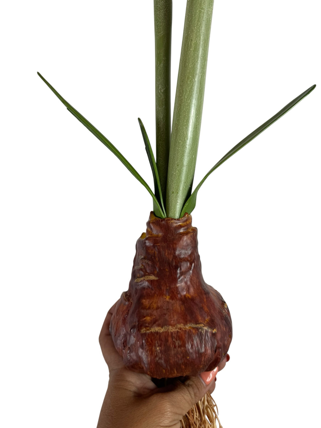 Artificial Bloom lifelike amaryllis bulb stem with textured brown base and realistic green stalks held in a hand