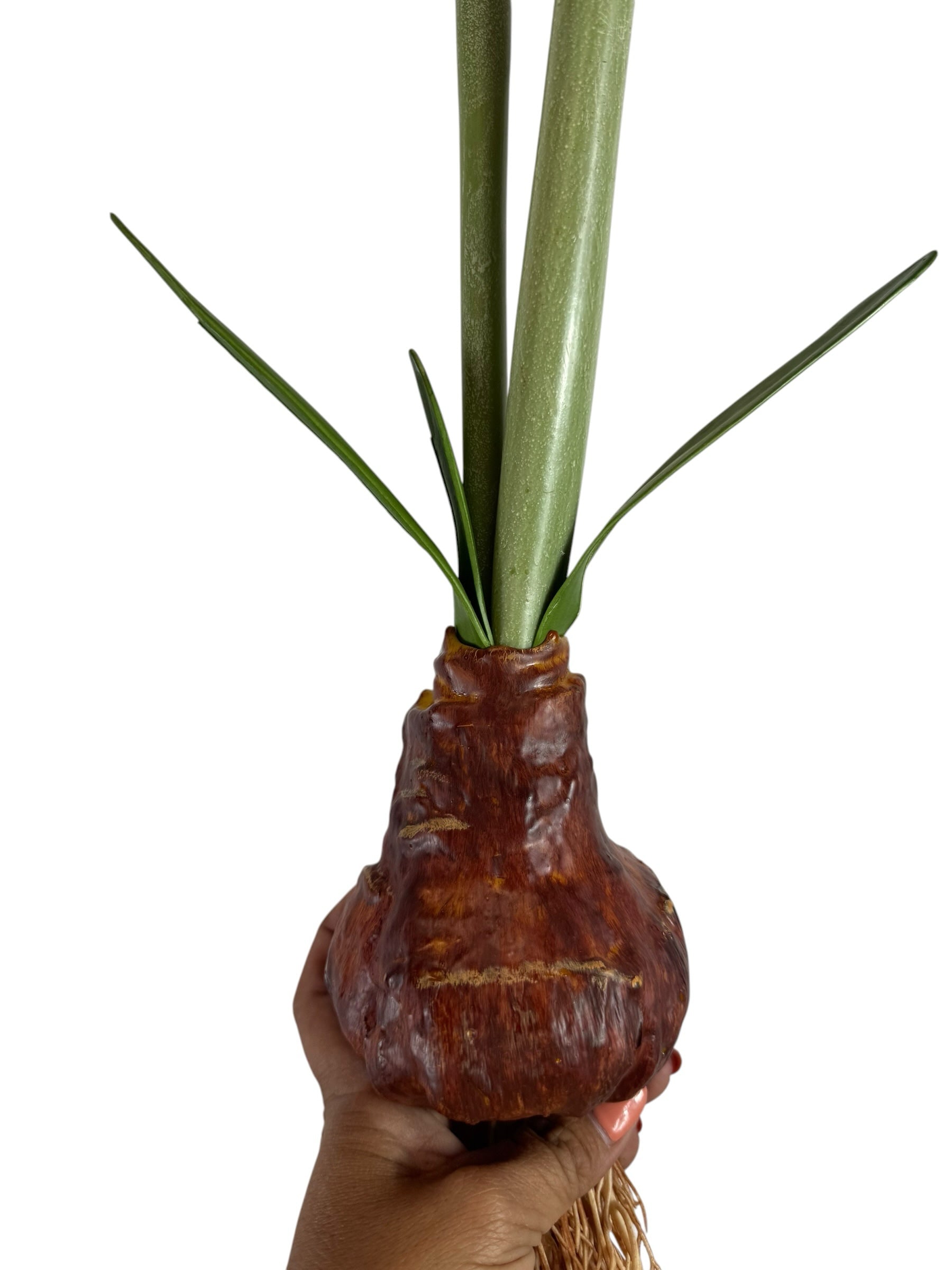 Artificial Bloom lifelike amaryllis bulb stem with textured brown base and realistic green stalks held in a hand