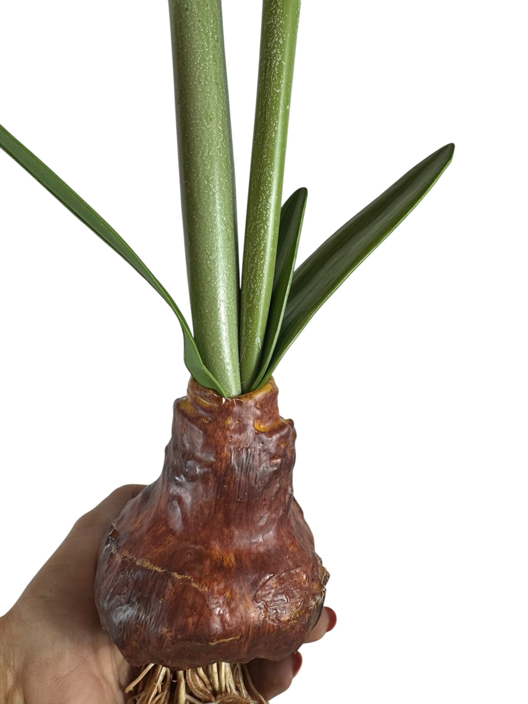 Artificial Bloom lifelike amaryllis bulb with realistic brown textured base and sturdy green stems held in a hand