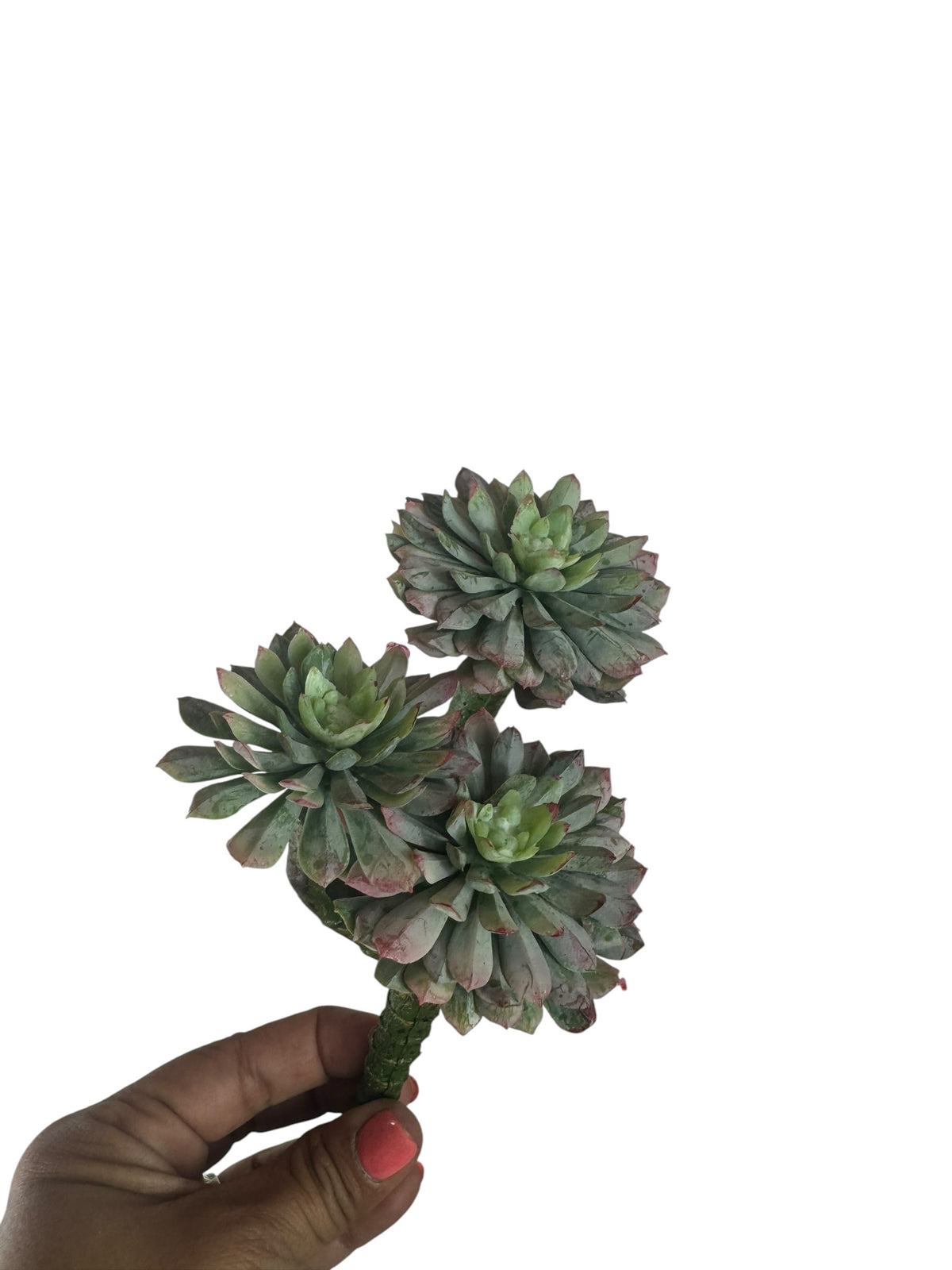 Artificial Bloom echeveria succulent cluster with sage green and burgundy rosette leaves held in a hand