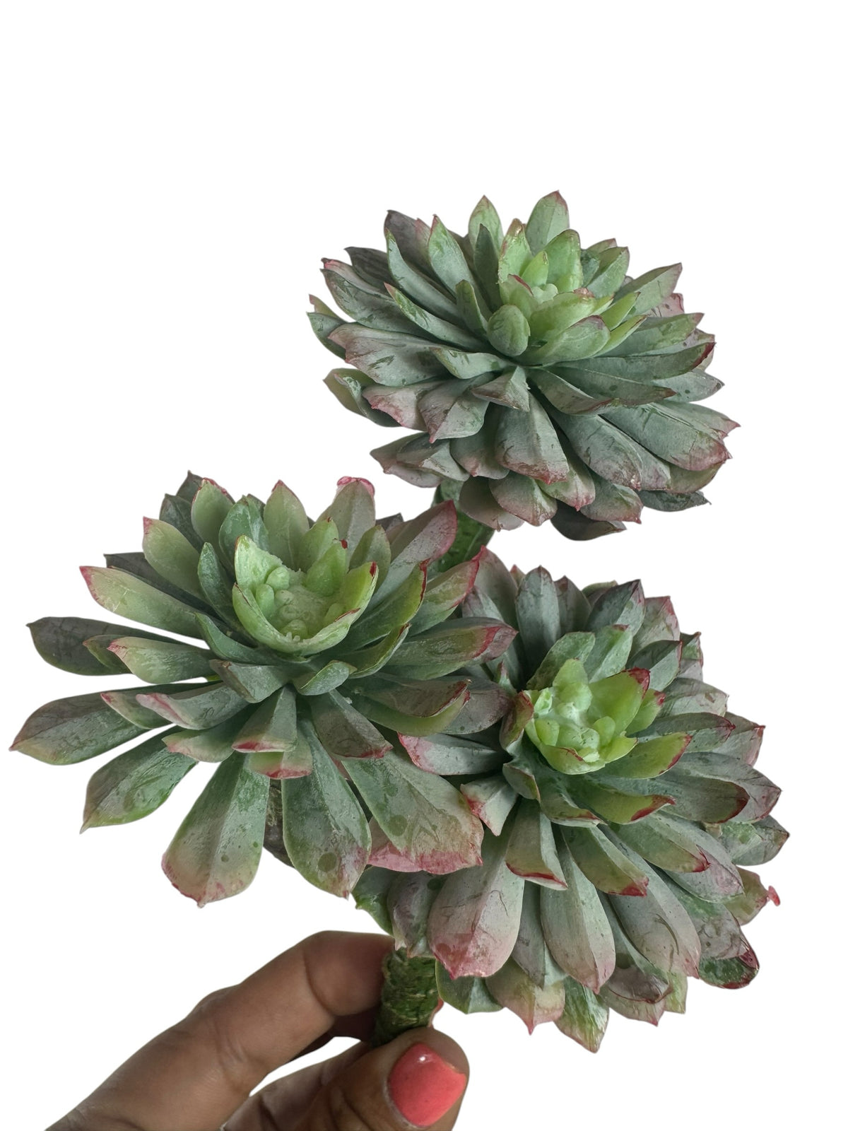 Artificial Bloom Echeveria succulent cluster with three sage green rosettes tipped in dusty rose and burgundy