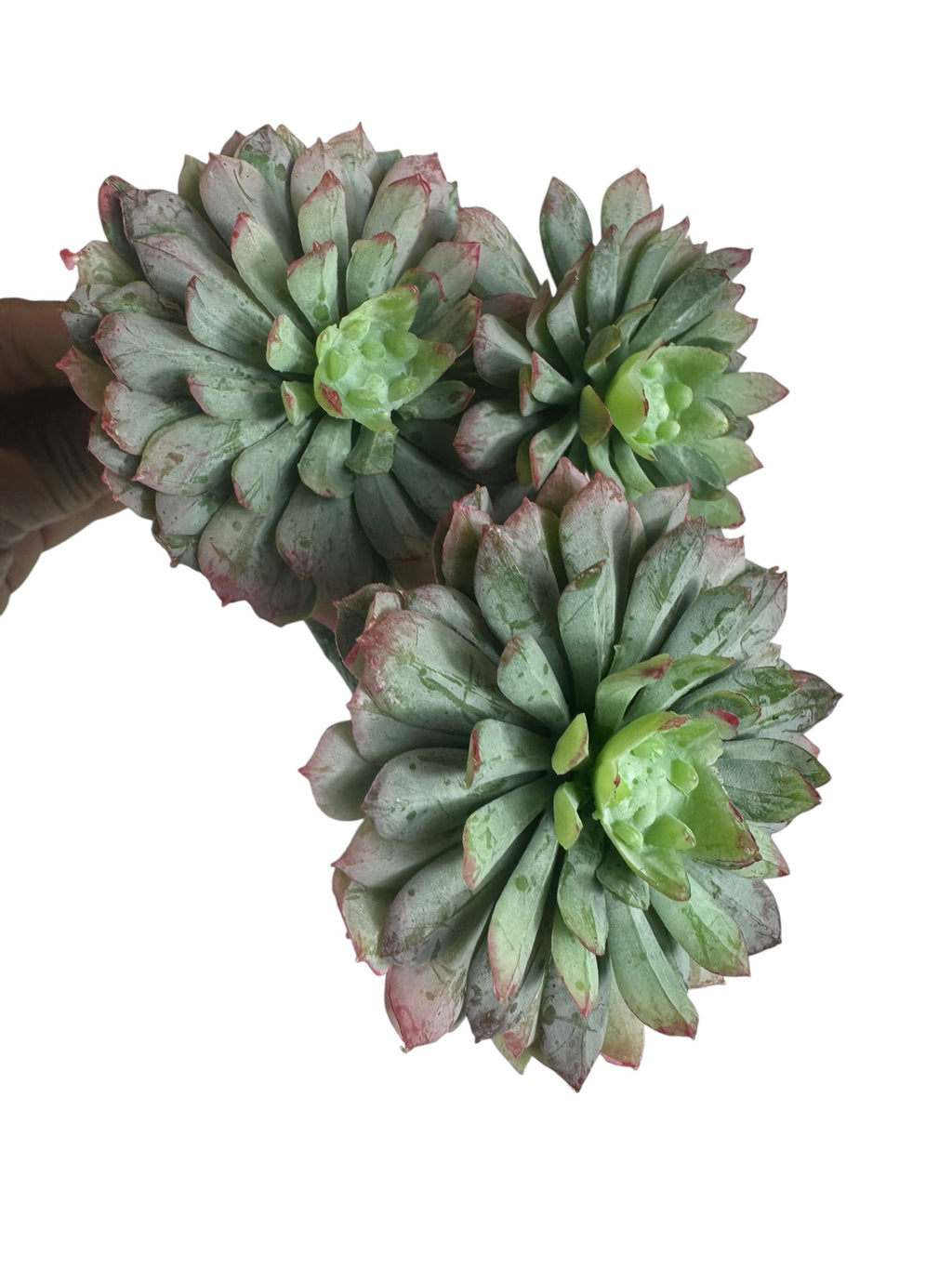 Artificial Bloom Echeveria succulent cluster with three sage green rosettes featuring dusty rose and burgundy tips.