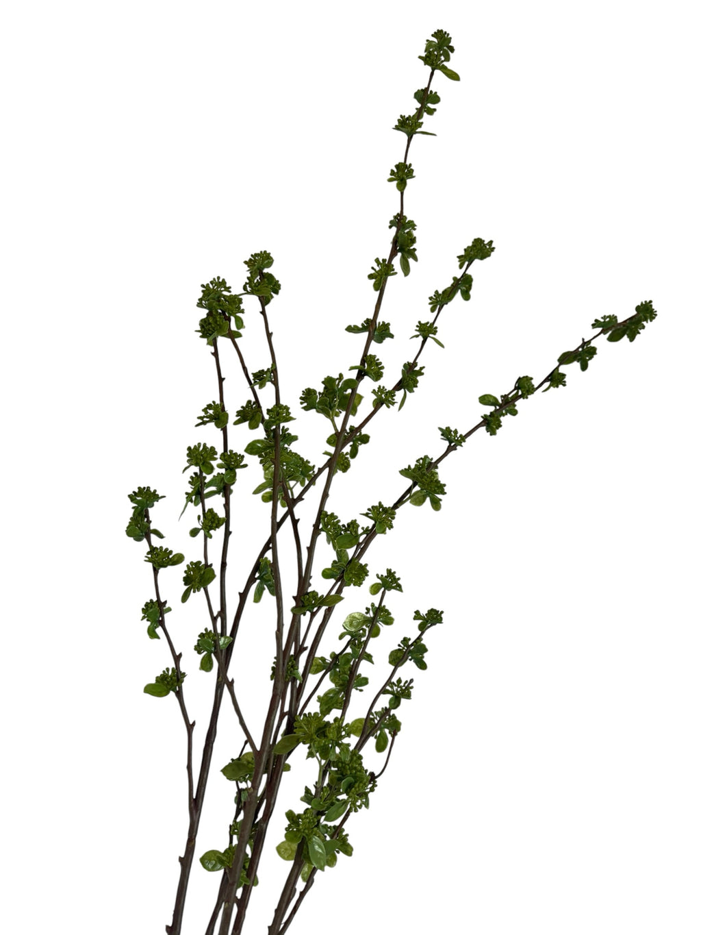 Artificial Bloom decorative botanical branch with dark brown stems and vibrant green spring buds on white background
