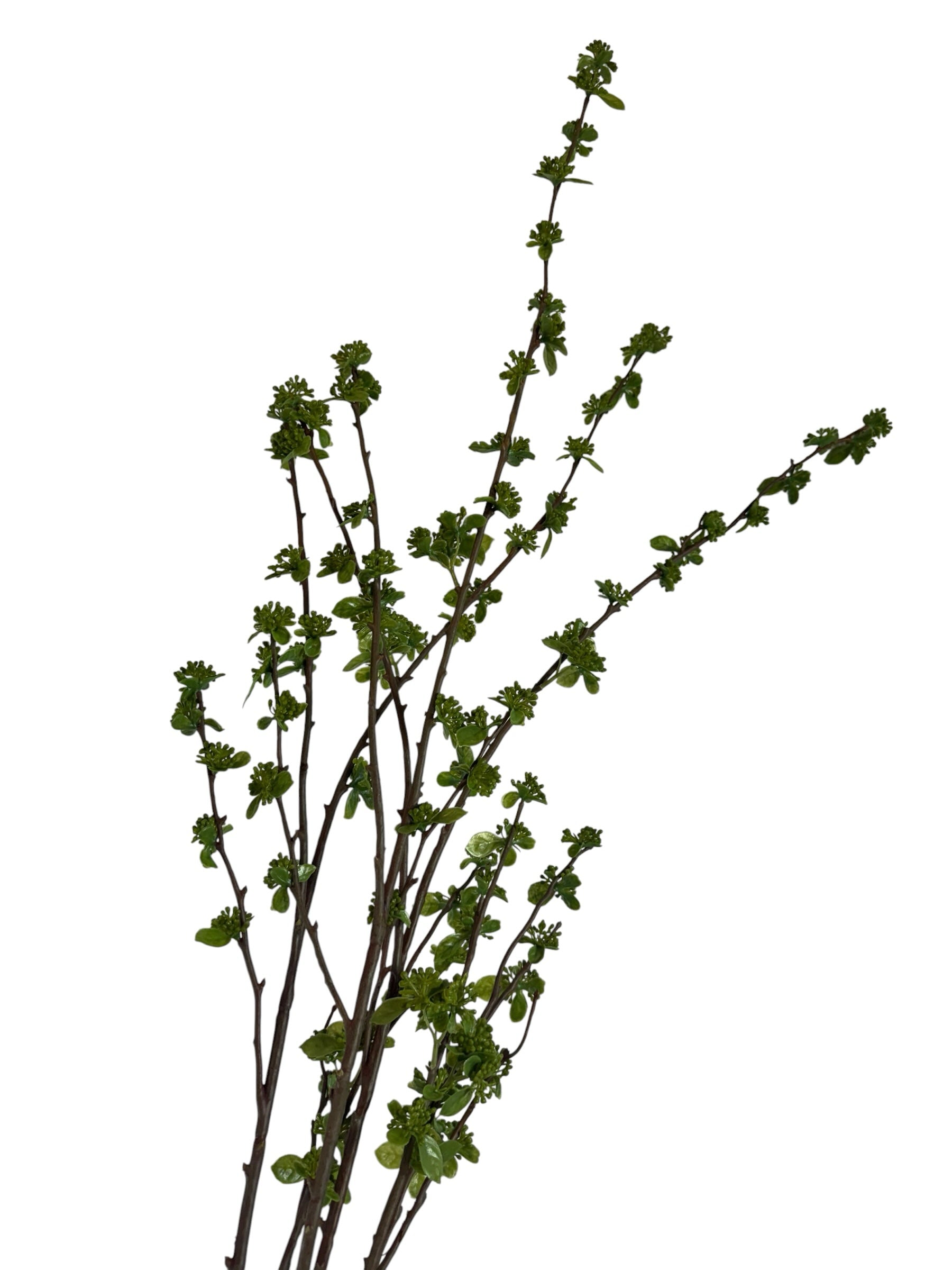 Artificial Bloom decorative botanical branch with dark brown stems and vibrant green spring buds on white background