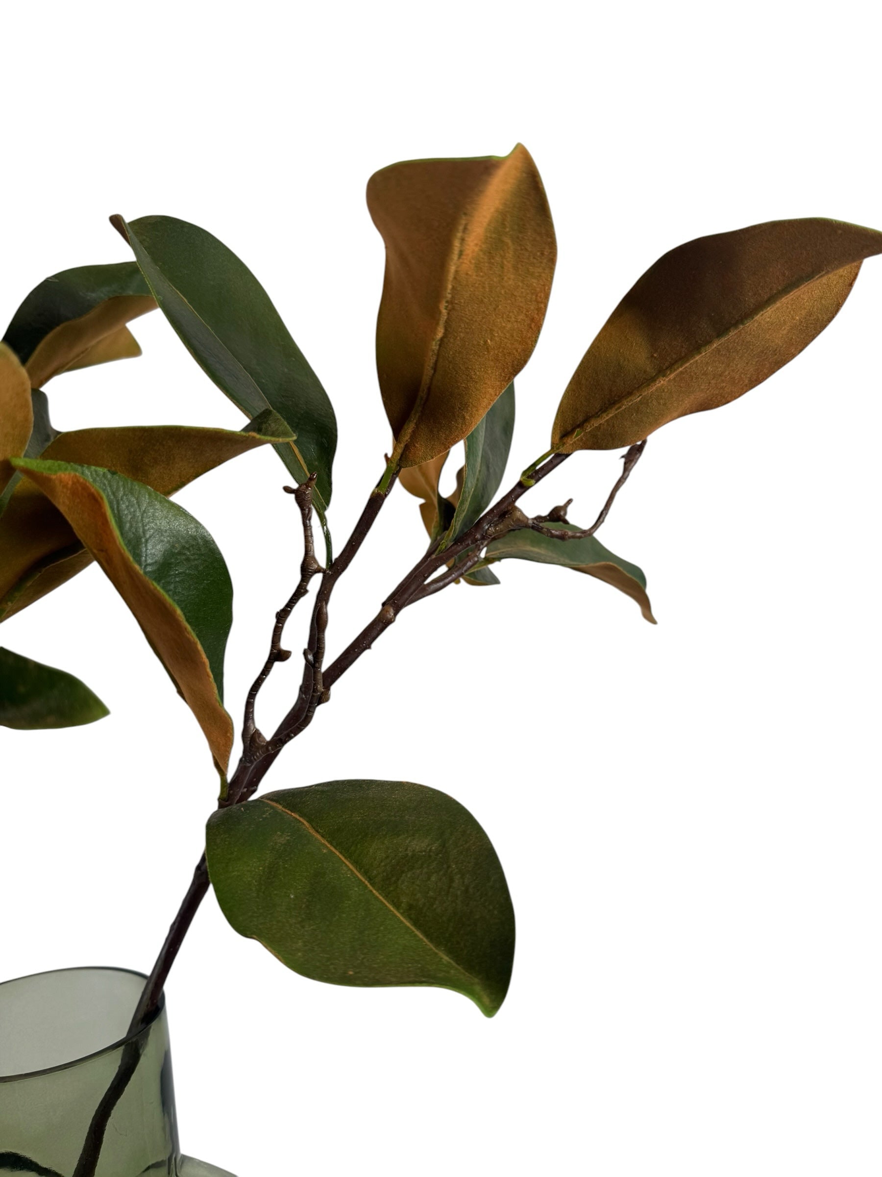 Artificial Bloom faux magnolia branch with glossy green leaves and rustic brown undersides in a glass vase
