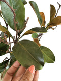 Artificial Bloom faux magnolia branch with glossy green leaves and rustic brown undersides held by a hand