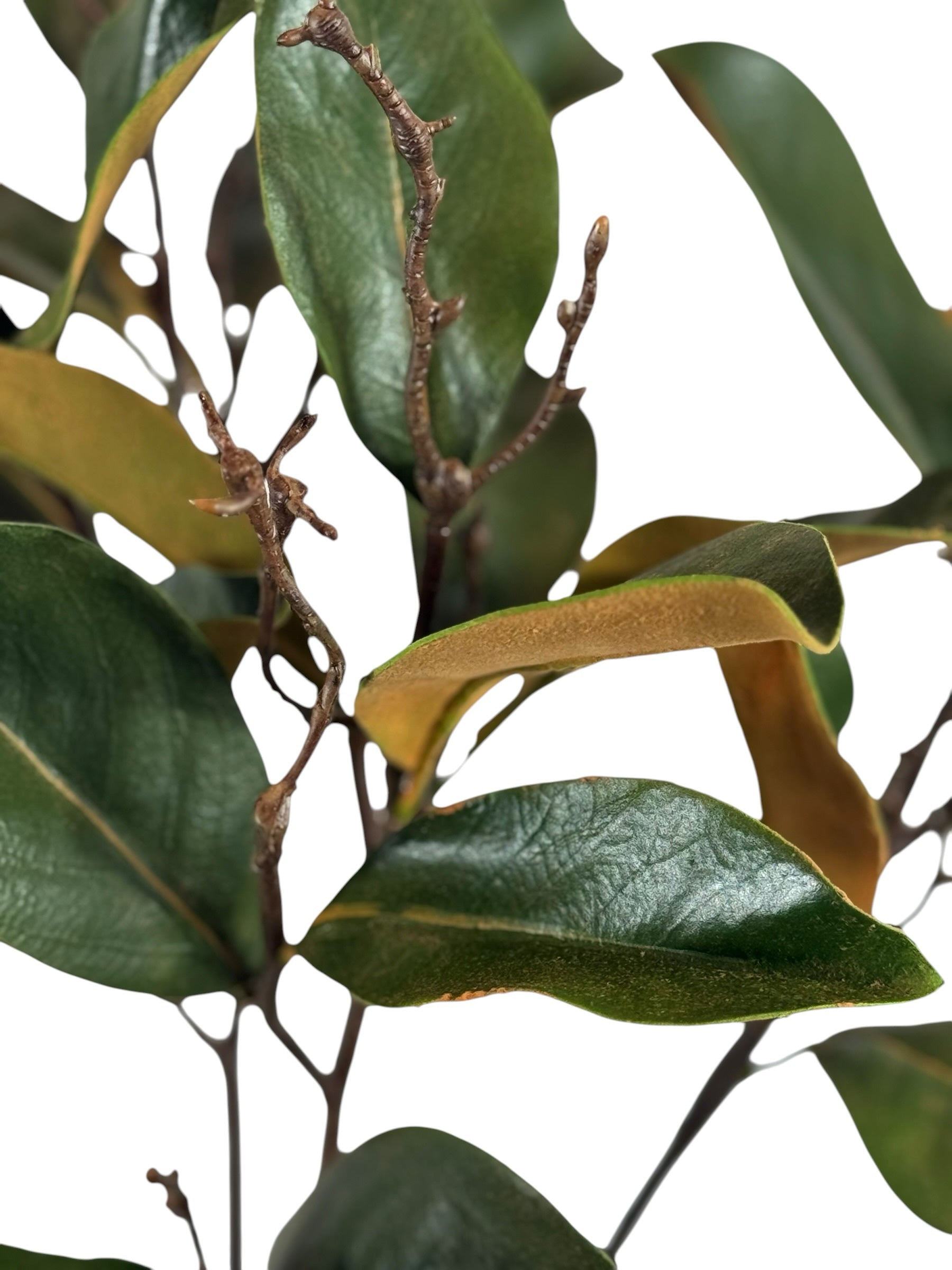 Artificial Bloom faux magnolia branch with glossy green leaves and rustic brown undersides on a white background