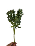 Artificial Bloom artificial succulent stem with realistic green layered leaves held by a hand against a white background
