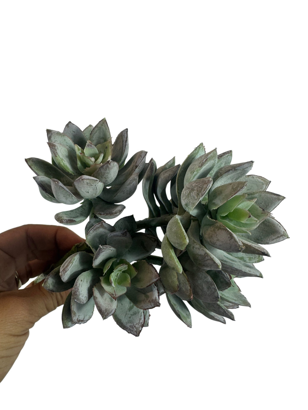 Artificial Bloom multi-headed faux succulent stem with sage green and dusty charcoal fleshy leaves held in a hand.