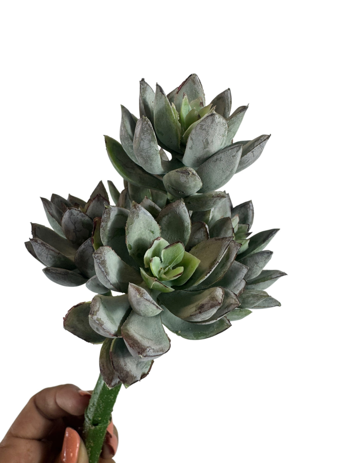 Artificial Bloom multi-headed faux succulent stem with sage green and dusty charcoal fleshy leaves on white background