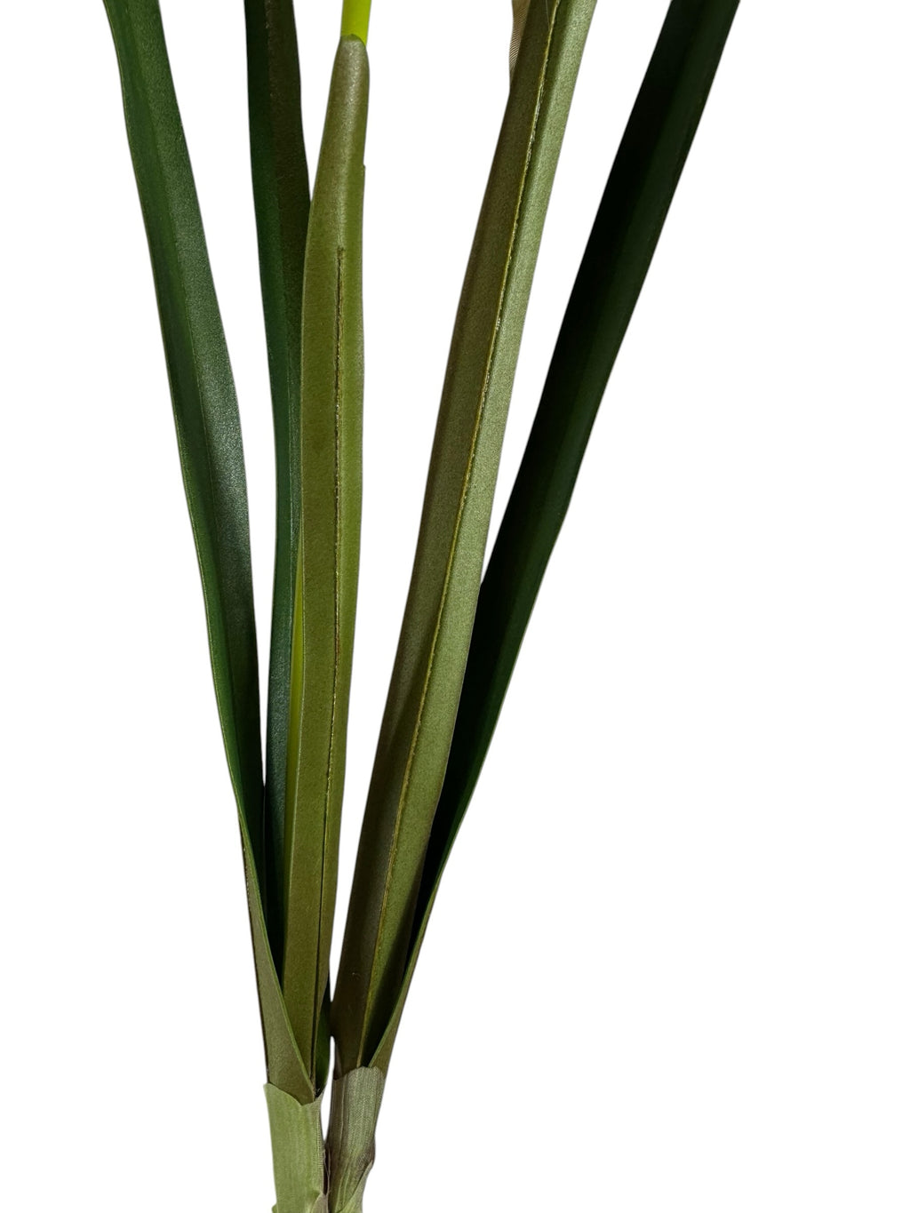 Artificial Bloom realistic green narcissus leaves and stem on a white background