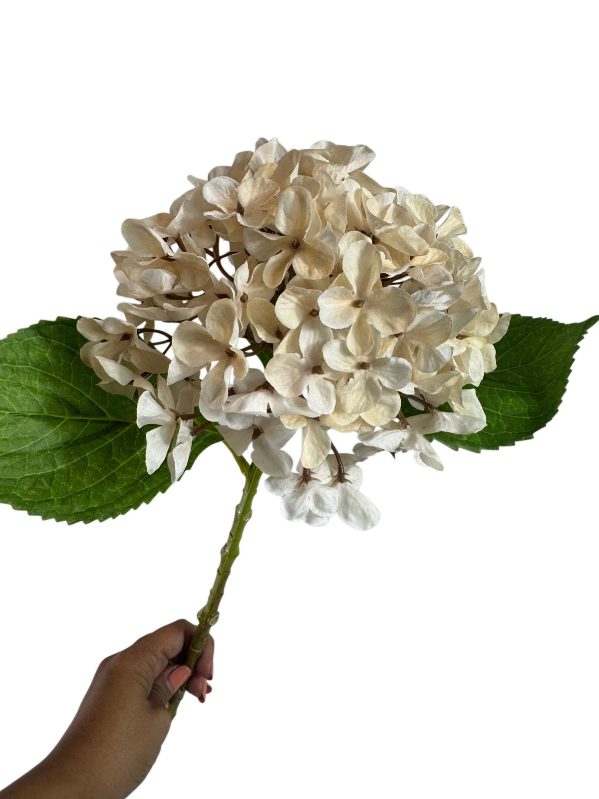 Artificial Bloom off-white fabric hydrangea stem with realistic green leaves held by a hand against a white background