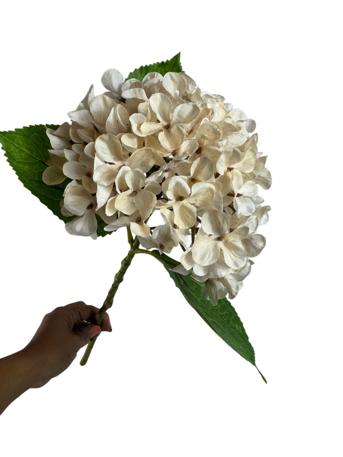 Artificial Bloom off-white fabric hydrangea stem with realistic green leaves held against a white background.