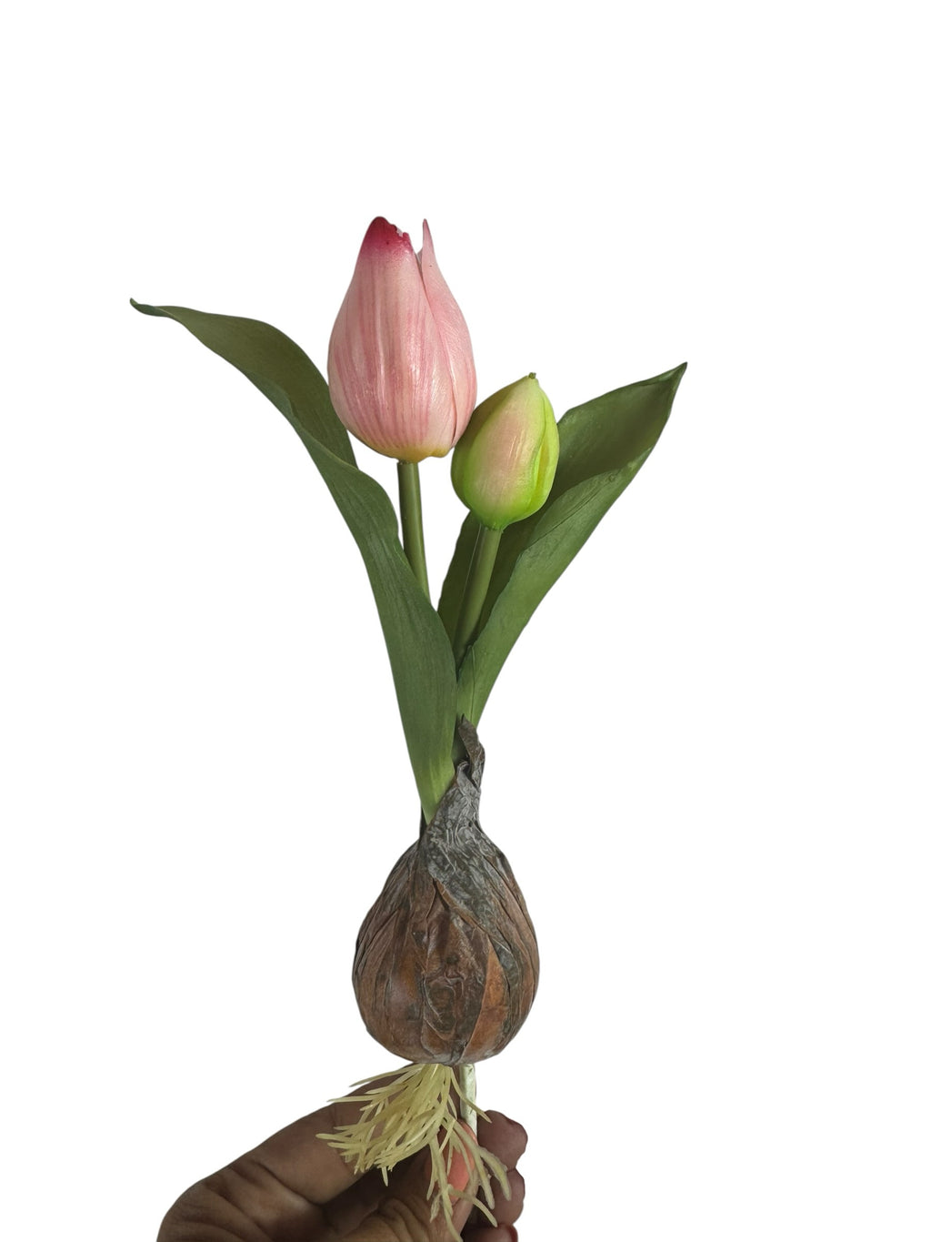 Artificial Bloom decorative tulip bulb stem with a blush-pink bloom, green bud, and realistic roots held by a hand.