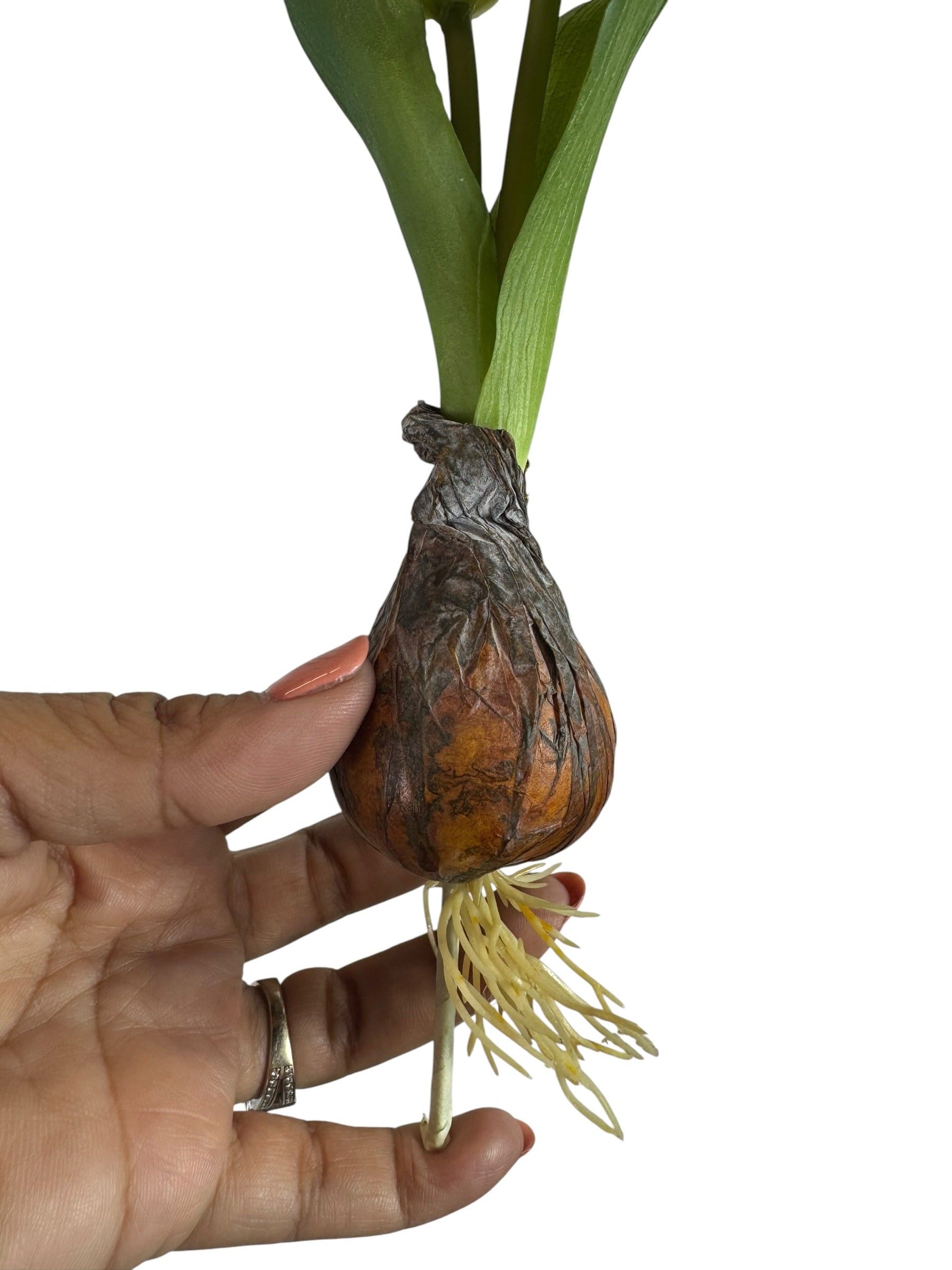 Artificial Bloom realistic tulip bulb with textured brown base, green sprout, and delicate roots held in a hand