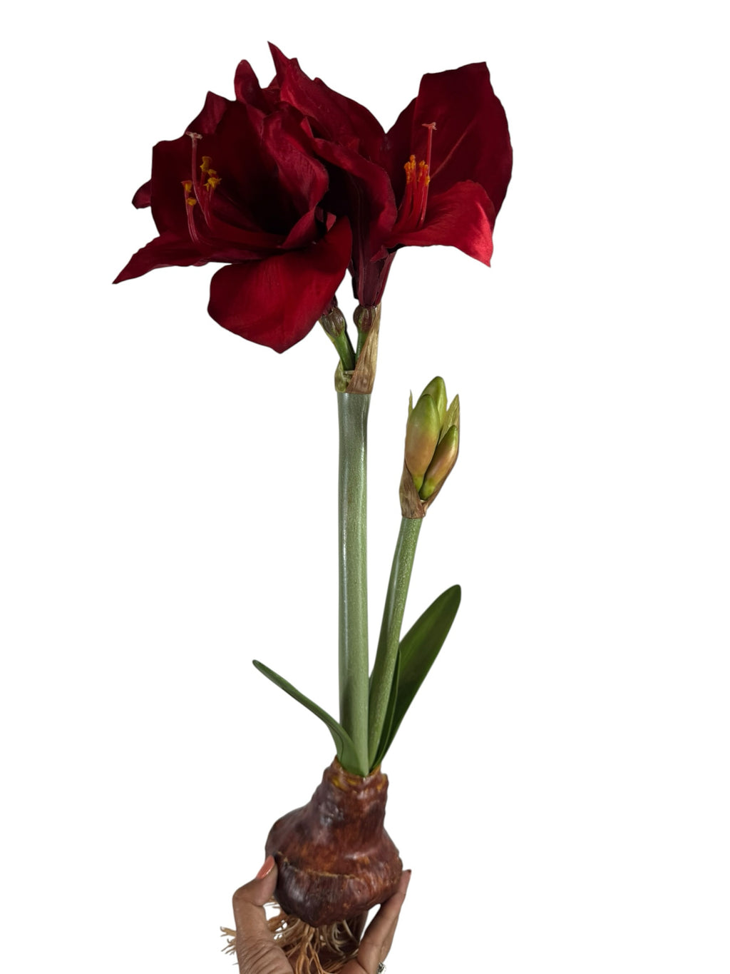Artificial Bloom lifelike red amaryllis bulb stem with velvety petals and green foliage held against a white background
