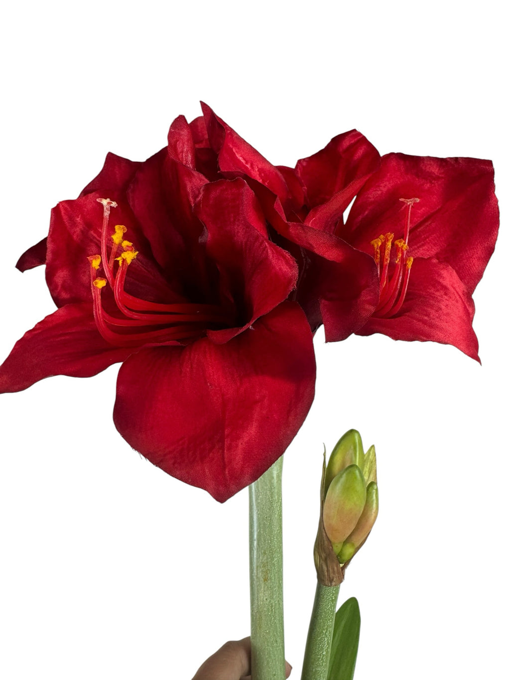 Artificial Bloom lifelike amaryllis stem with deep red velvety petals and a green bud against a white background