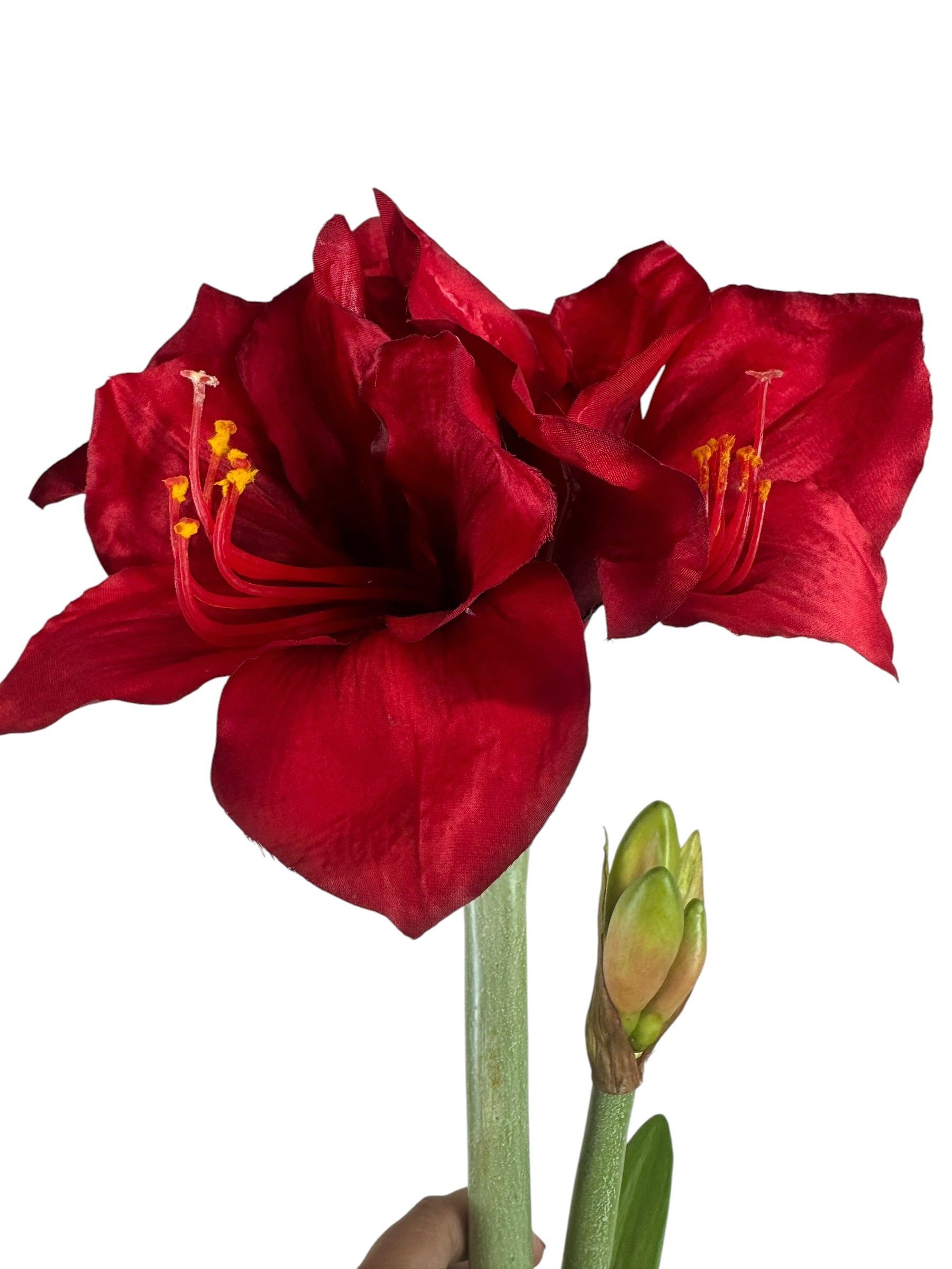 Artificial Bloom lifelike amaryllis stem with deep red velvety petals and a green bud against a white background