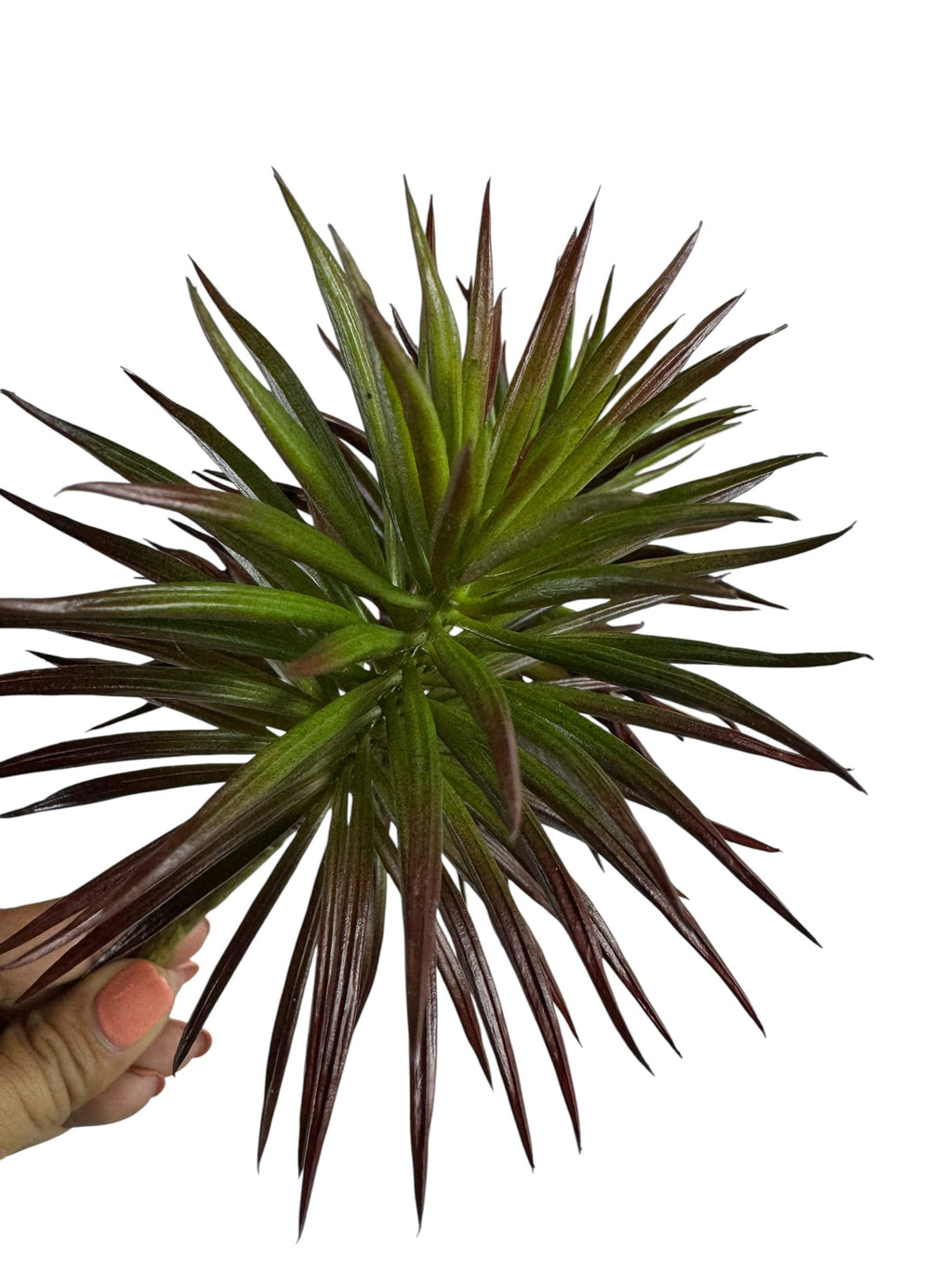 Artificial Bloom spiky succulent stem with vibrant green and deep burgundy foliage held against a white background.