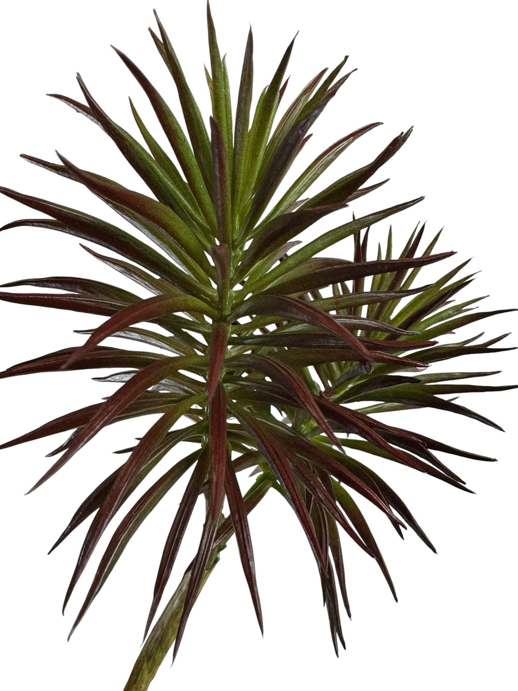 Artificial Bloom spiky succulent stem with deep burgundy tips and vibrant green foliage on a white background.