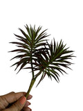 Artificial Bloom spiky succulent stem with deep burgundy and green foliage held by a hand against a white background.