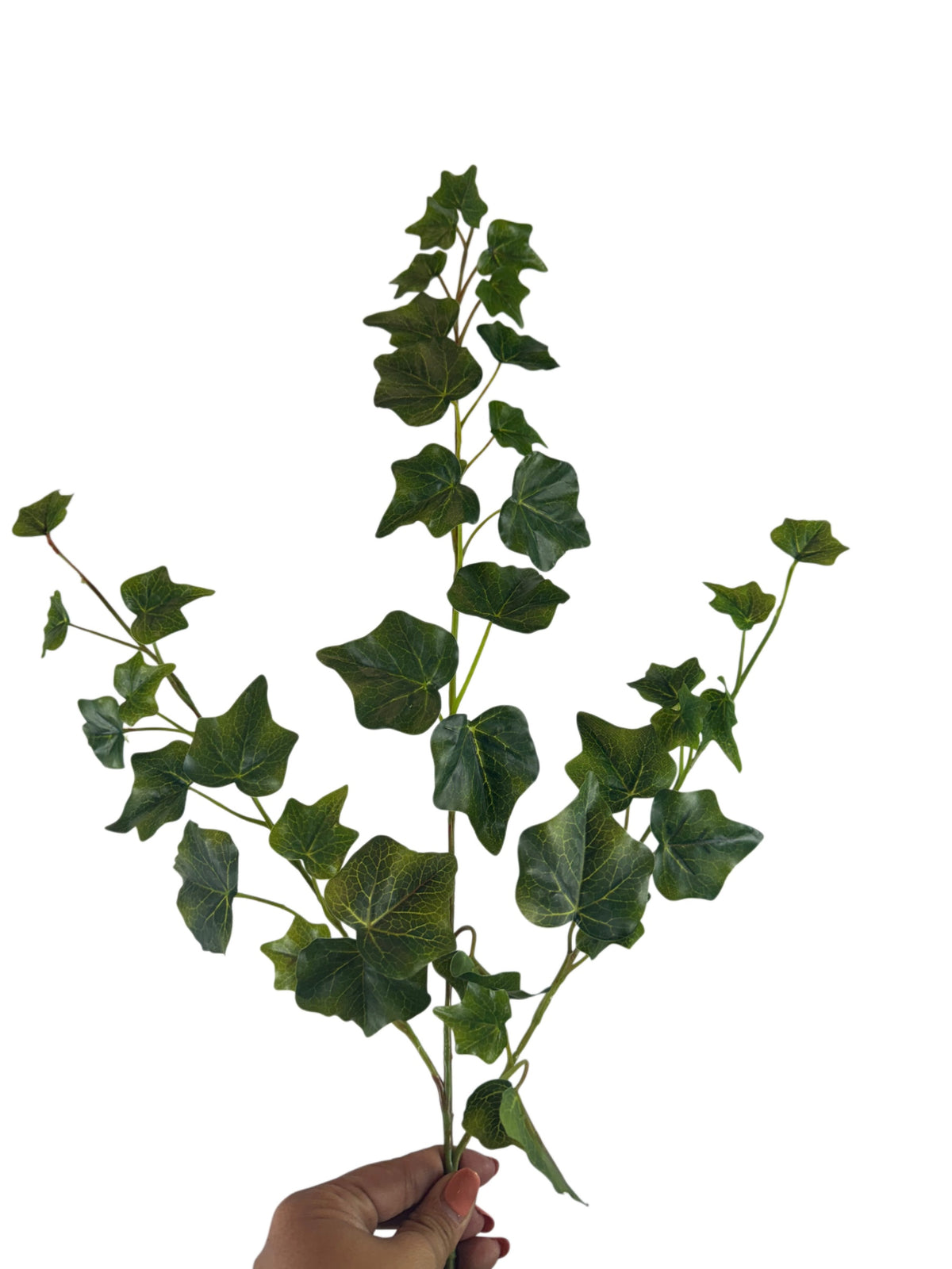 Artificial Bloom trailing ivy decorative stem with realistic green leaves held by a hand against a white background