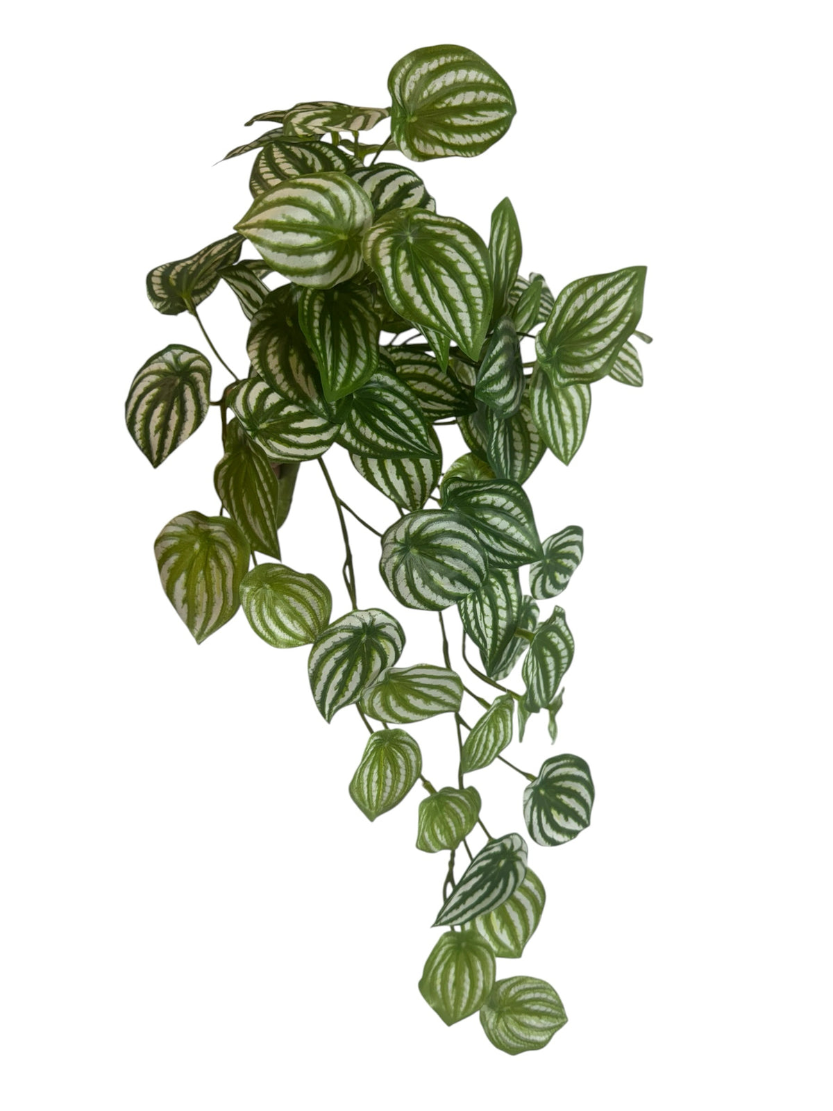 Artificial Bloom trailing Watermelon Peperomia plant with vibrant green leaves and silvery-white striped patterns.