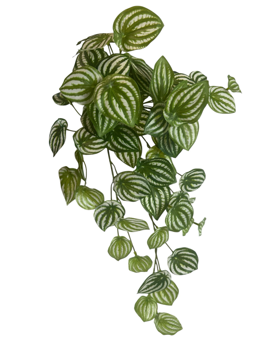 Artificial Bloom trailing Watermelon Peperomia plant with vibrant green leaves and silvery-white striped patterns.