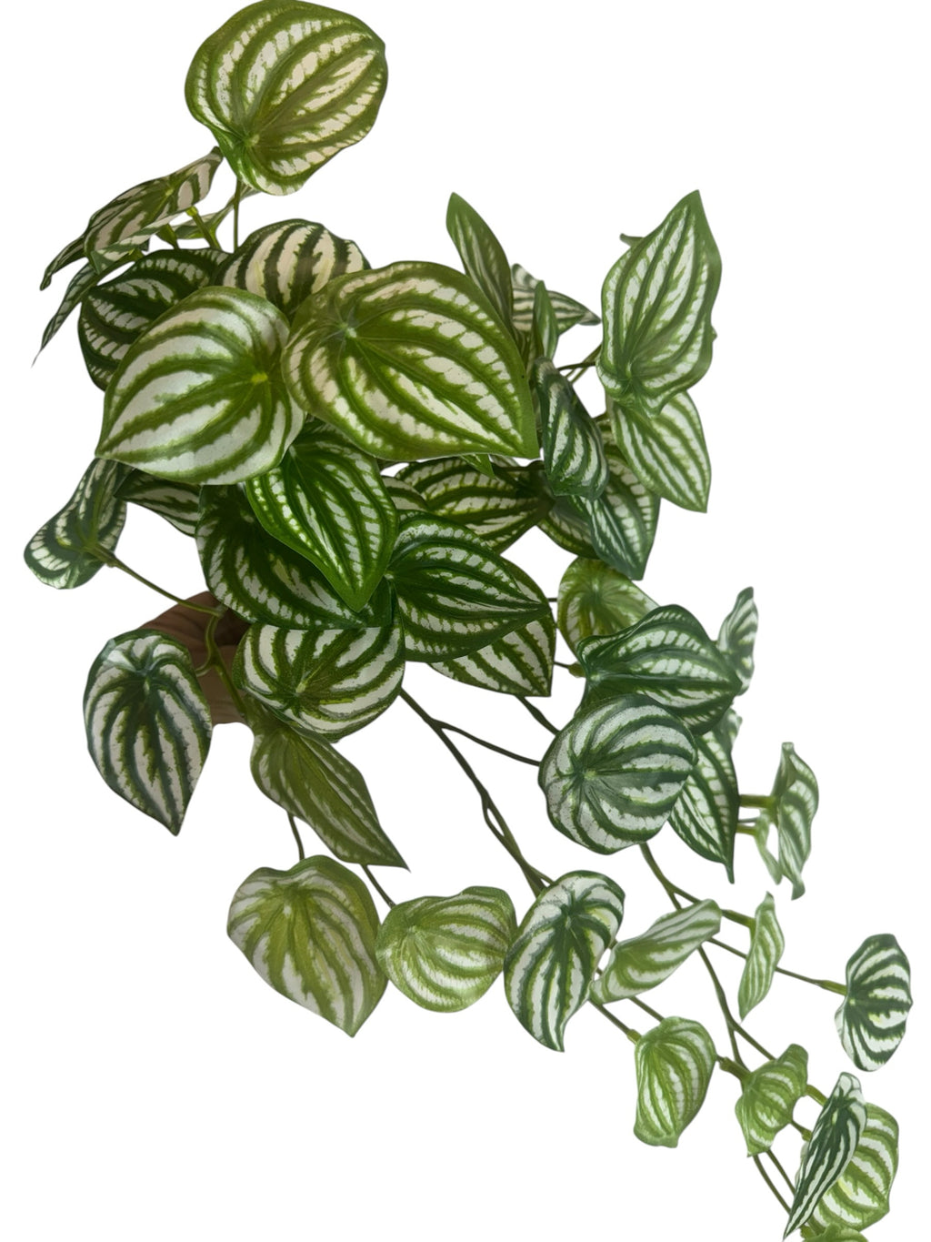 Artificial Bloom trailing Watermelon Peperomia plant with vibrant green leaves and detailed silvery-white stripes.