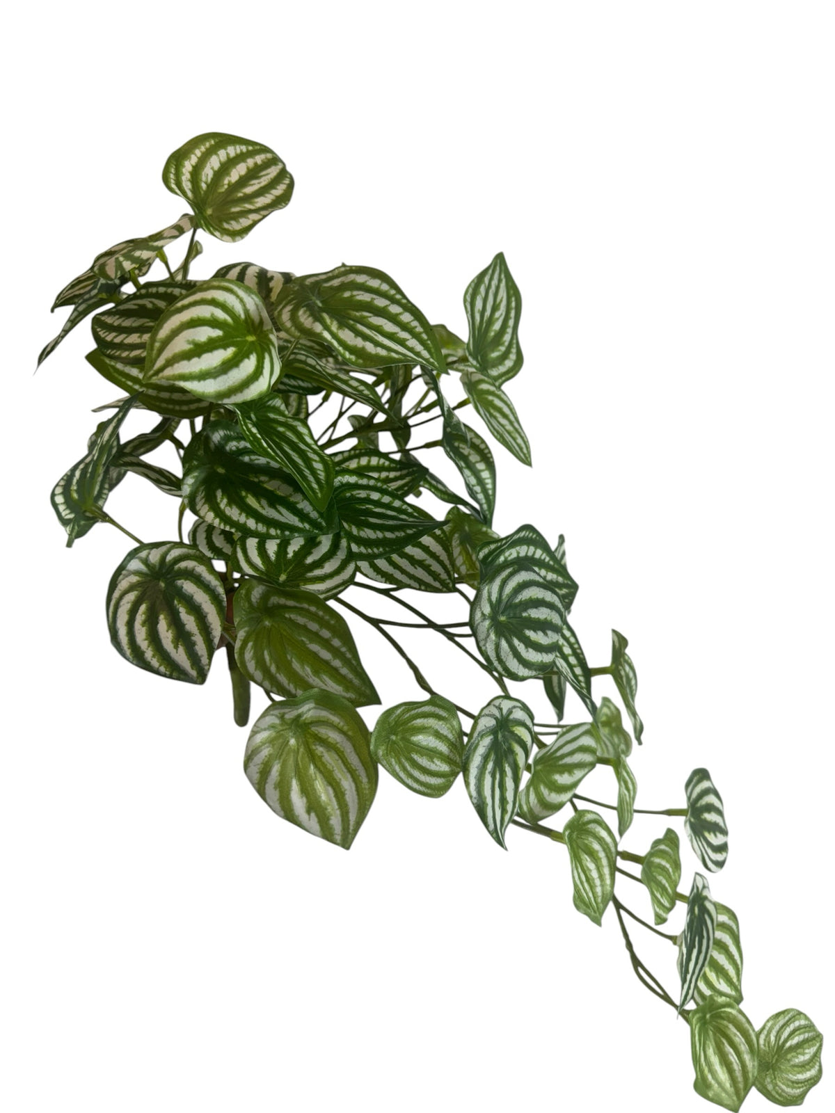 Artificial Bloom trailing watermelon peperomia plant with vibrant green and silvery-white striped leaves.