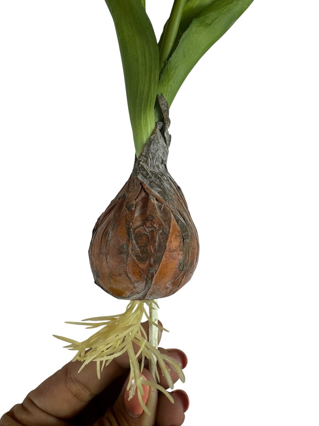 Artificial Bloom artificial tulip bulb with realistic brown papery skin and faux white roots held in a hand
