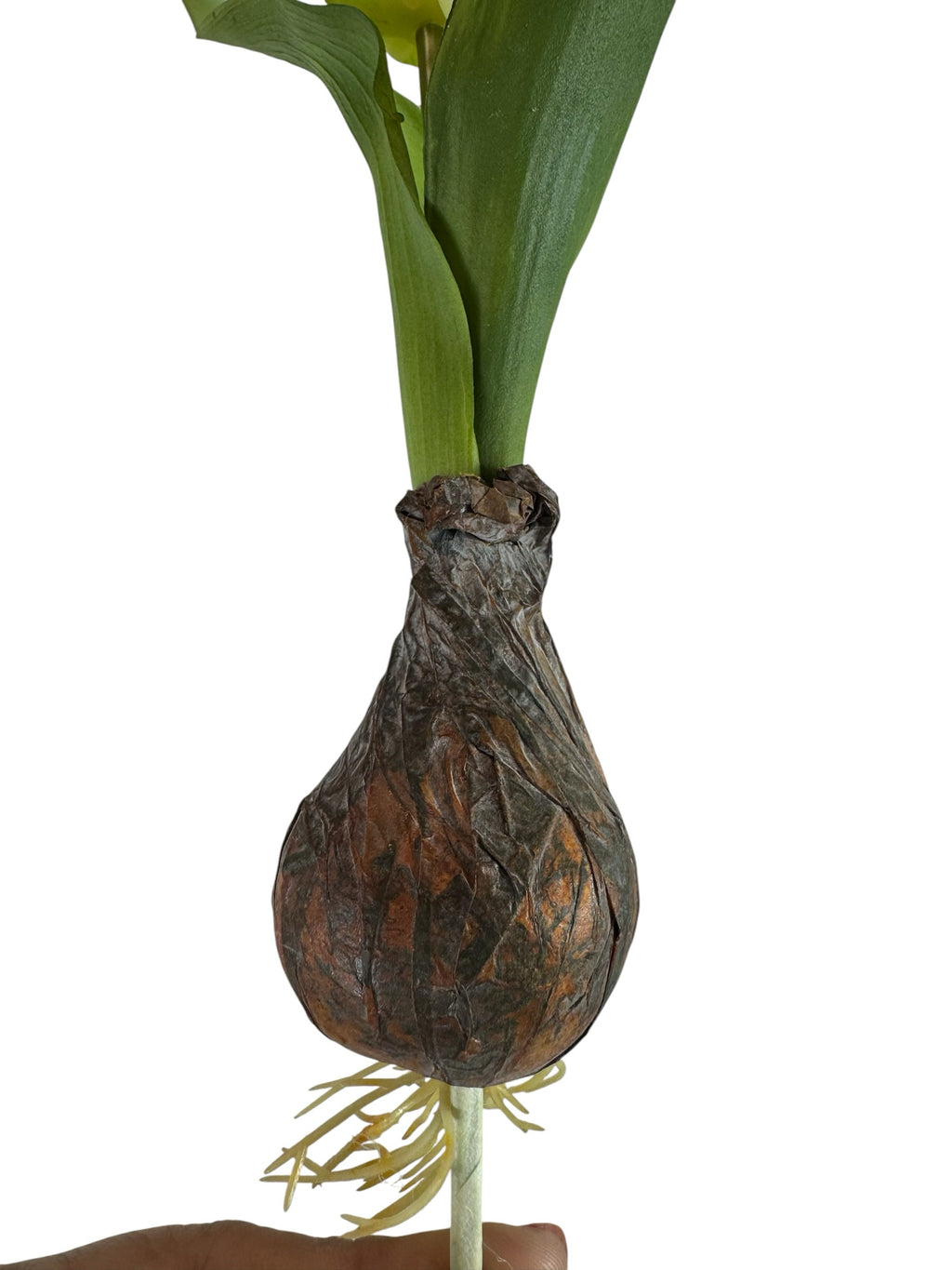 Artificial Bloom realistic tulip bulb stem with textured brown bulb, green leaves, and delicate roots