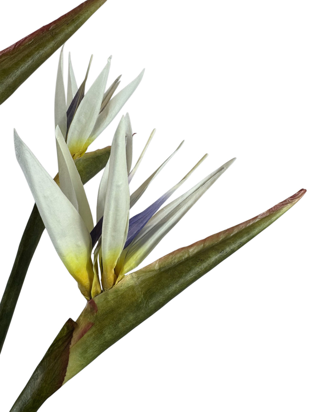 Artificial Bloom white Bird of Paradise flower stems with violet centers and green foliage on a white background