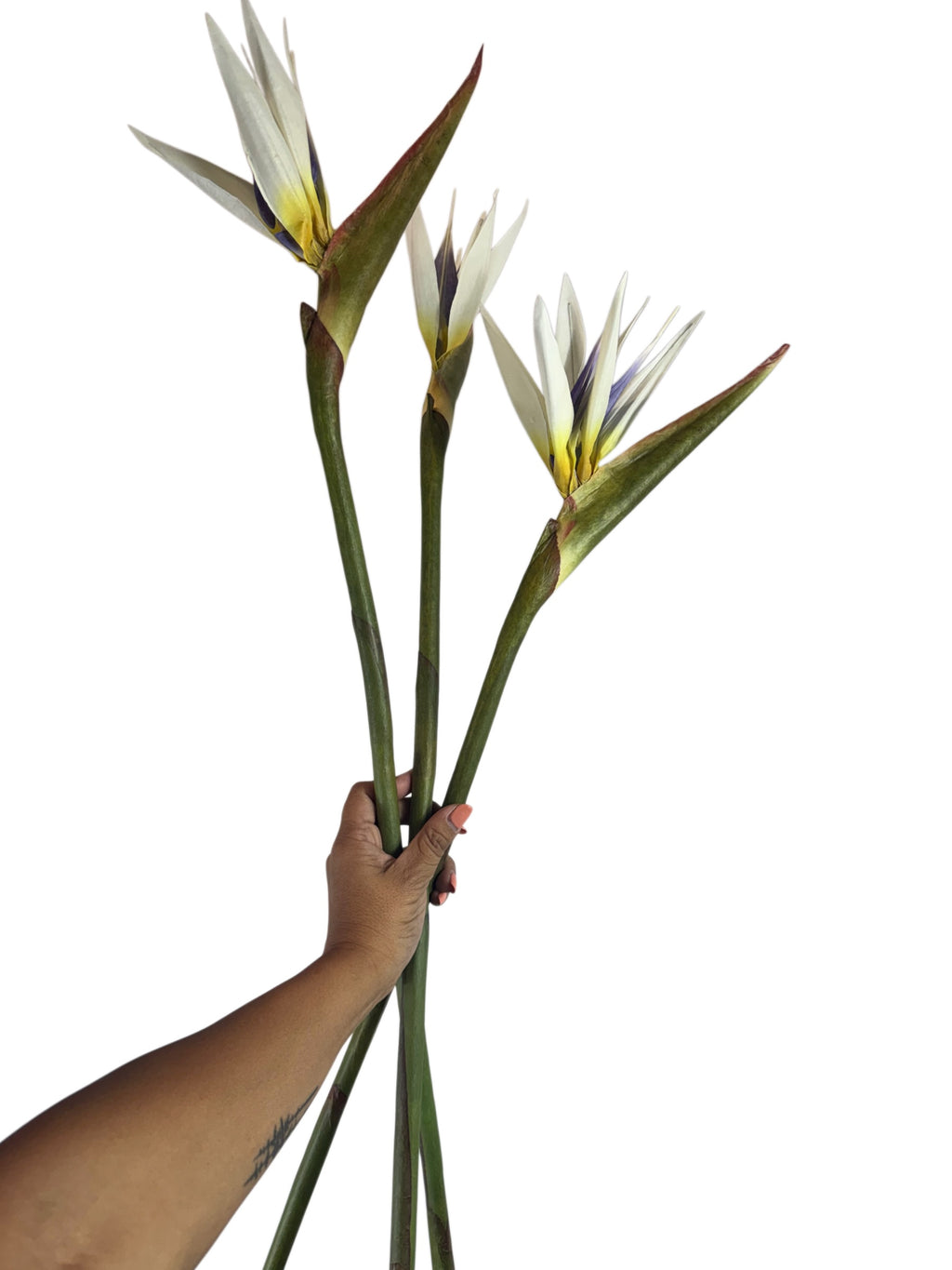 Artificial Bloom set of three white Bird of Paradise flower stems with green stalks held in a hand