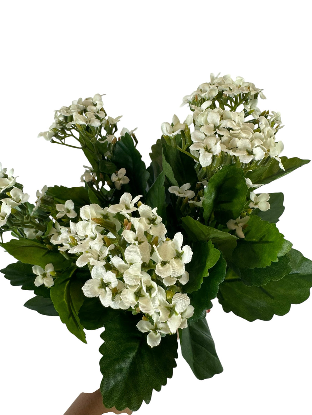 Artificial Bloom artificial Kalanchoe flower bouquet with creamy white blossoms and deep green leaves on white background