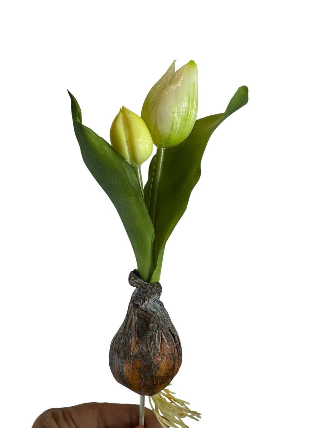 Artificial Bloom realistic creamy white tulip bulb stem with green leaves and textured earthy root base