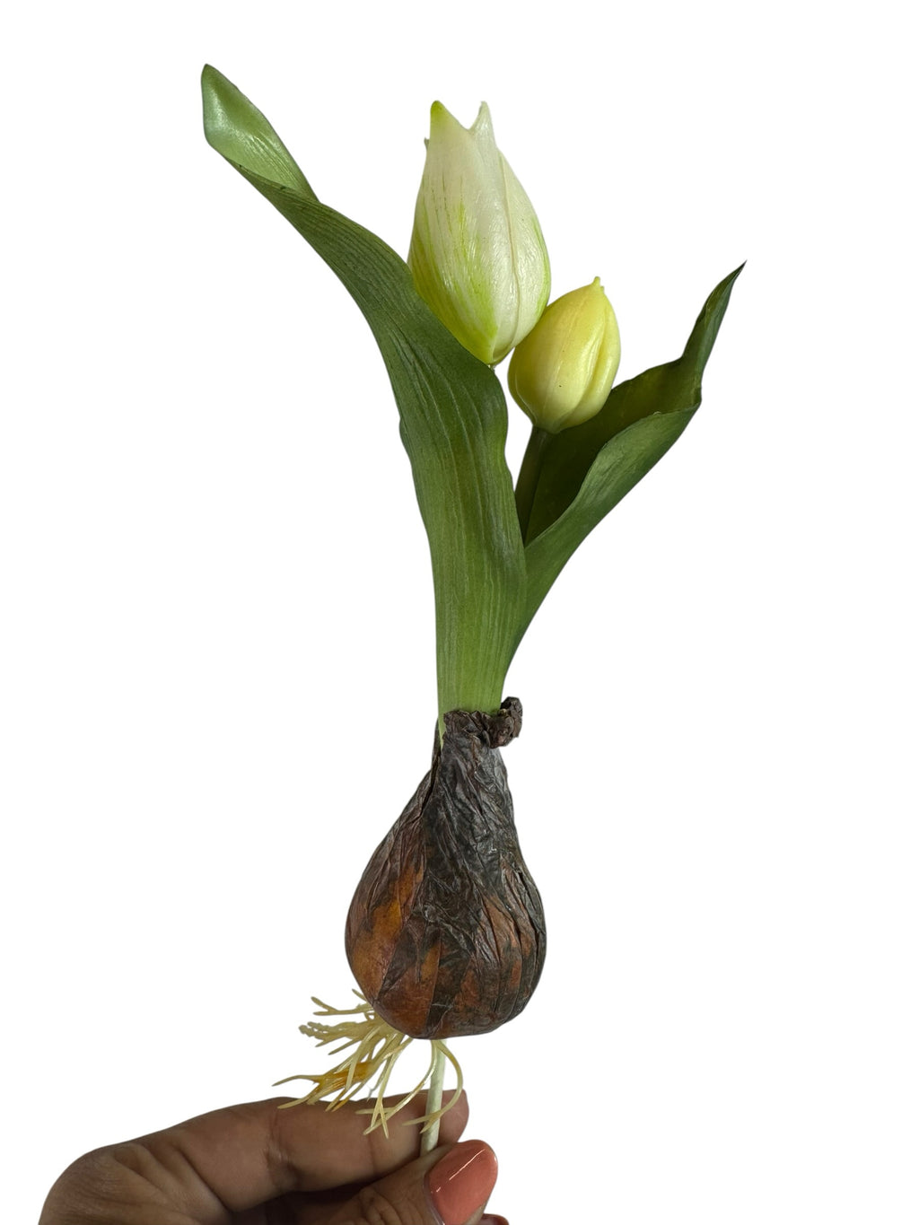 Artificial Bloom realistic creamy white tulip bulb stem with green leaves and textured root system held in hand