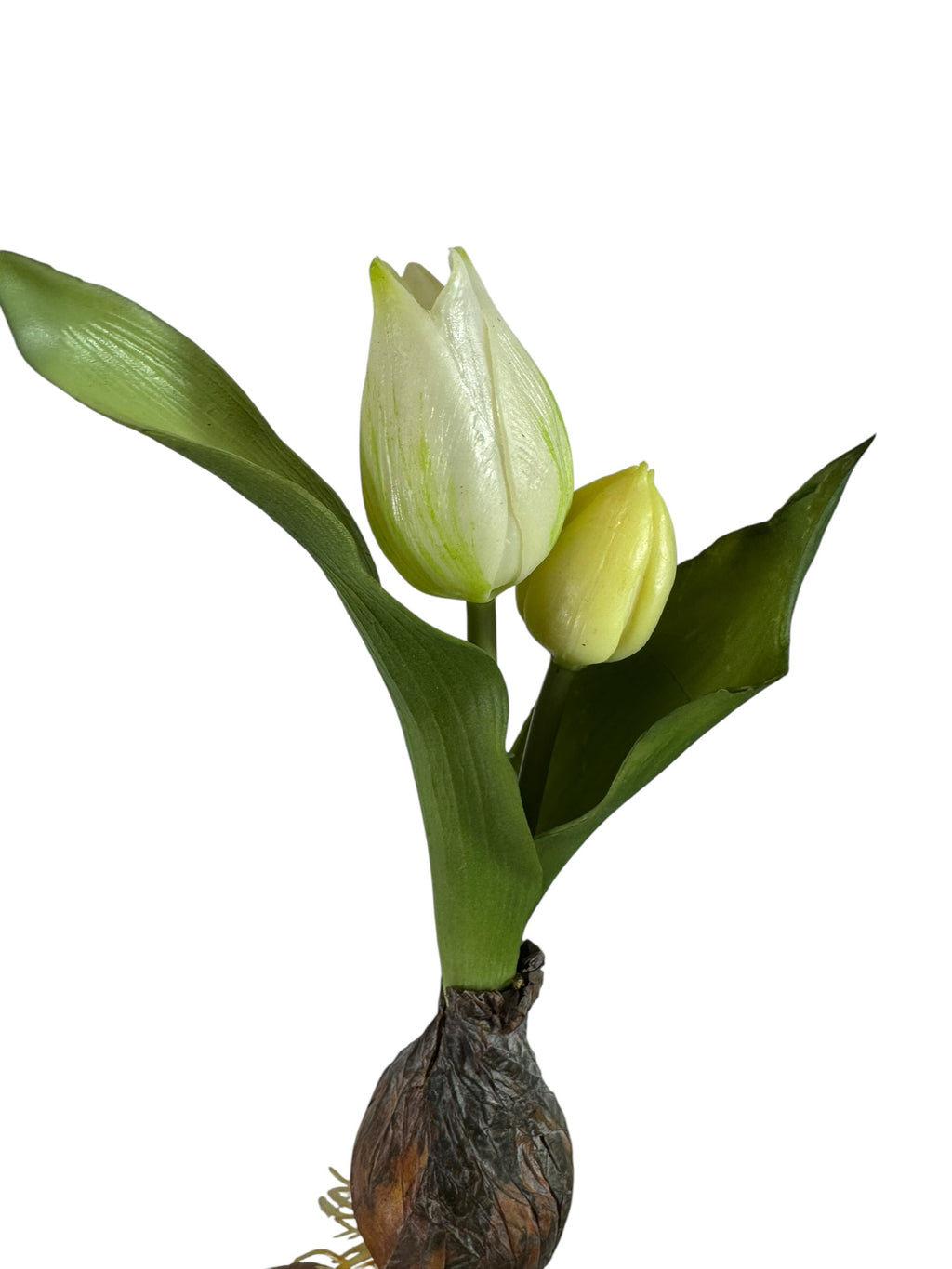 Artificial Bloom realistic white tulip bulb stem with green leaves and textured earthy bulb base on white background